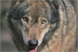 <p>VLK OBECNÝ (Canis lupus) Zoo Děčín</p>